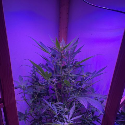 Unbekannter Strain growlog timeline photo