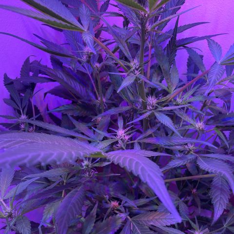 Unbekannter Strain growlog timeline photo