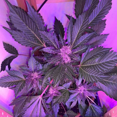 Bloody Skunk auto growlog timeline photo