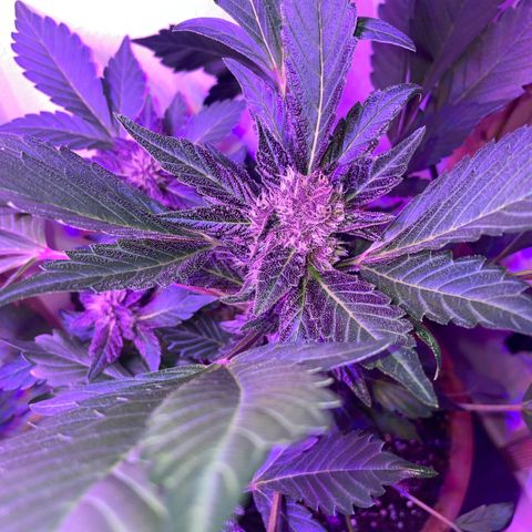 Bloody Skunk auto growlog timeline photo