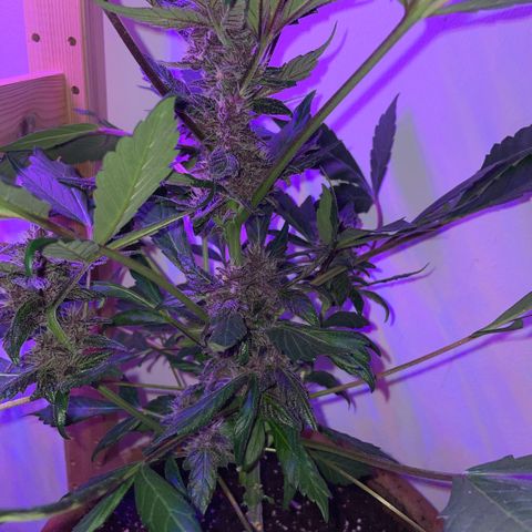 Bloody Skunk auto growlog timeline photo
