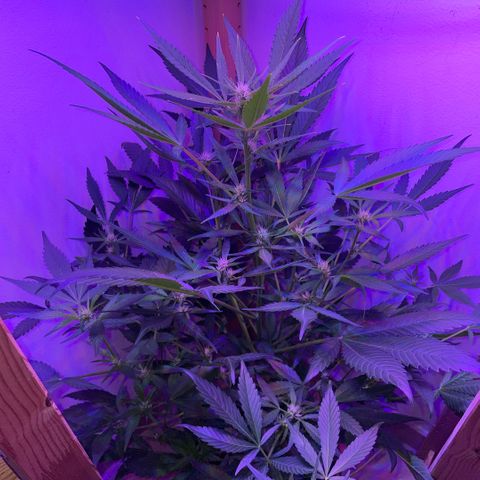 Unbekannter Strain growlog timeline photo
