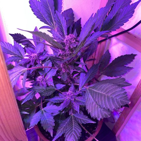 Bloody Skunk auto growlog timeline photo