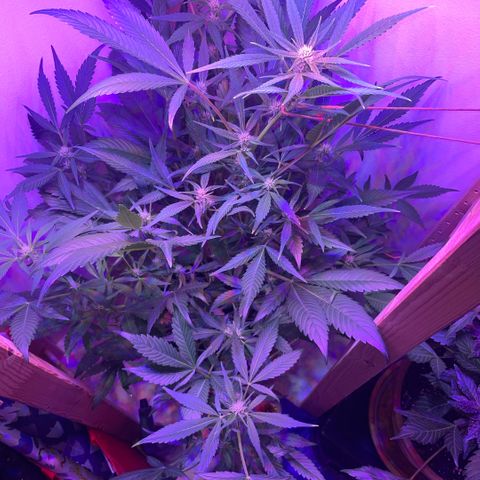 Unbekannter Strain growlog timeline photo
