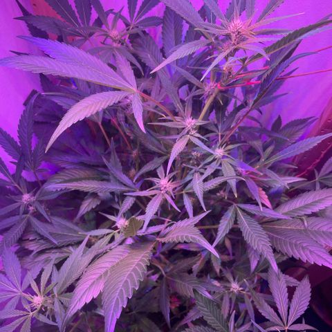 Unbekannter Strain growlog timeline photo
