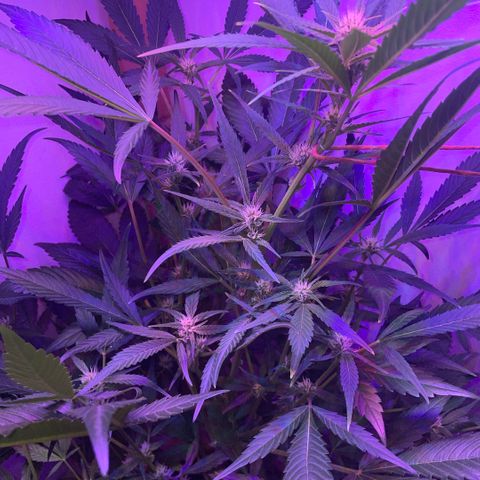 Unbekannter Strain growlog timeline photo