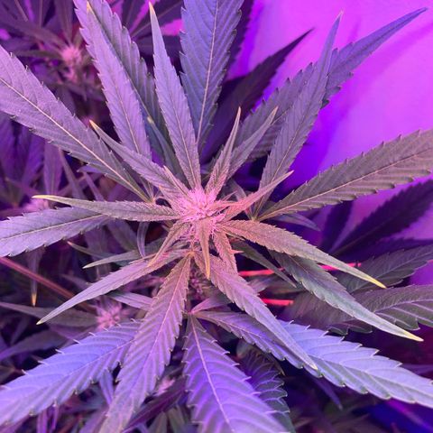 Unbekannter Strain growlog timeline photo
