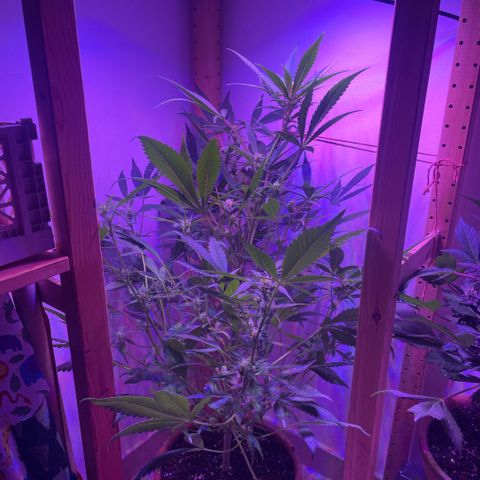 Unbekannter Strain growlog timeline photo