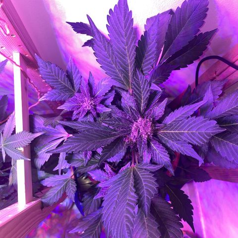 Bloody Skunk auto growlog timeline photo