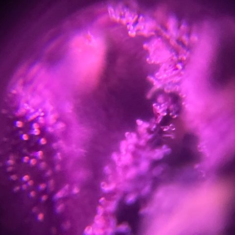 Bloody Skunk auto growlog timeline photo