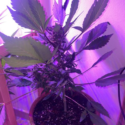 Bloody Skunk auto growlog timeline photo