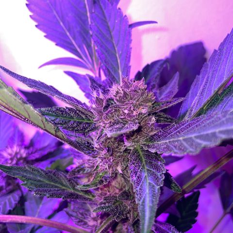 Bloody Skunk auto growlog timeline photo