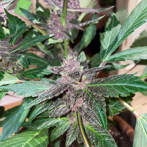 Bloody Skunk auto growlog timeline photo