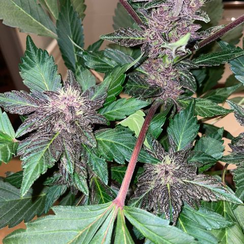 Bloody Skunk auto growlog timeline photo