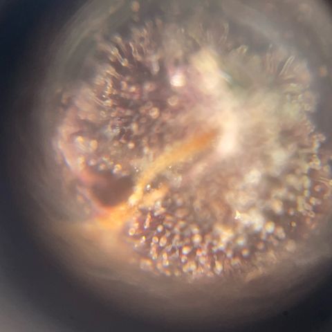 Bloody Skunk auto growlog timeline photo