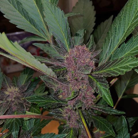 Bloody Skunk auto growlog timeline photo