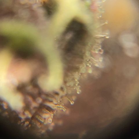 Bloody Skunk auto growlog timeline photo