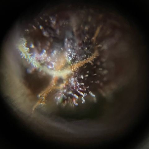Bloody Skunk auto growlog timeline photo