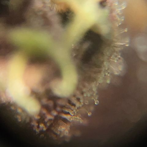 Bloody Skunk auto growlog timeline photo