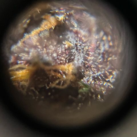 Bloody Skunk auto growlog timeline photo