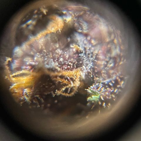 Bloody Skunk auto growlog timeline photo