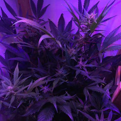 Unbekannter Strain growlog timeline photo