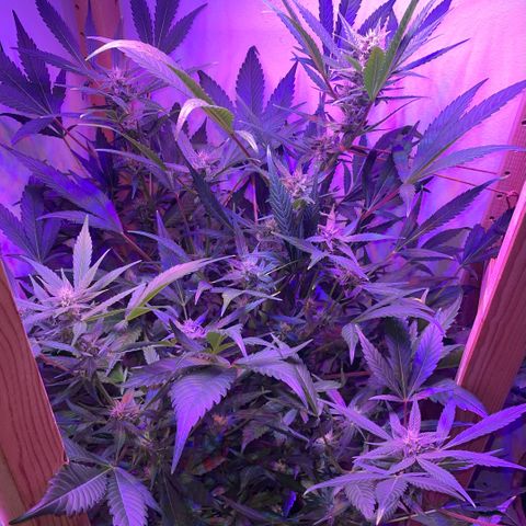 Unbekannter Strain growlog timeline photo