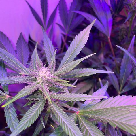 Unbekannter Strain growlog timeline photo
