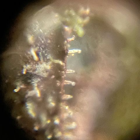 Bloody Skunk auto growlog timeline photo