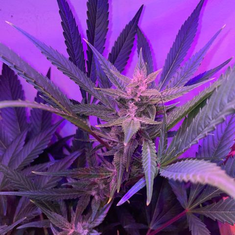 Unbekannter Strain growlog timeline photo