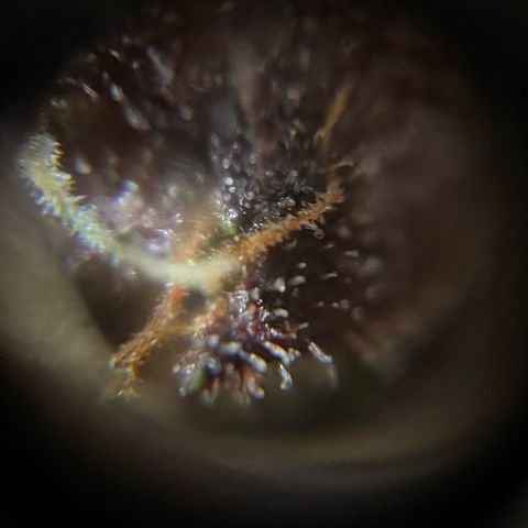 Bloody Skunk auto growlog timeline photo