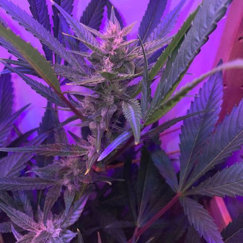 Unbekannter Strain growlog timeline photo