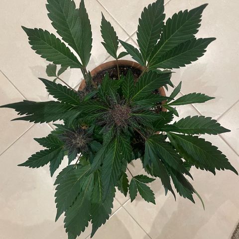 Bloody Skunk auto growlog timeline photo