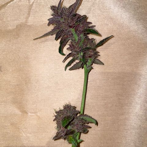 Bloody Skunk auto growlog timeline photo
