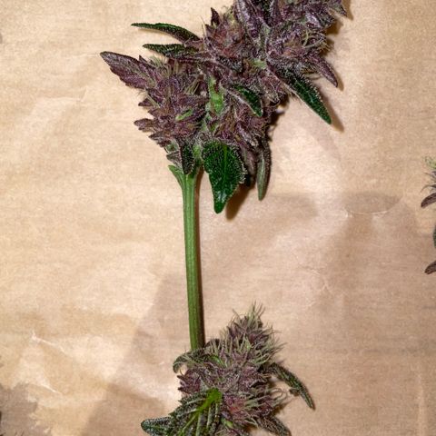 Bloody Skunk auto growlog timeline photo