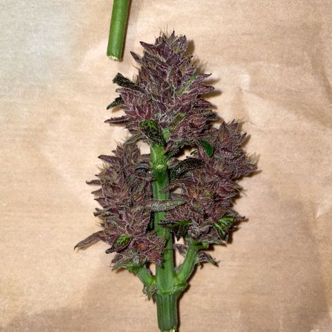 Bloody Skunk auto growlog timeline photo