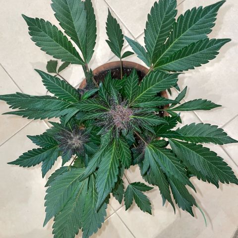 Bloody Skunk auto growlog timeline photo