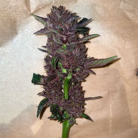 Bloody Skunk auto growlog timeline photo