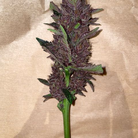Bloody Skunk auto growlog timeline photo