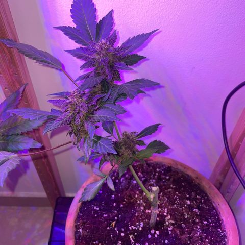 Bloody Skunk auto growlog timeline photo