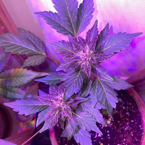 Bloody Skunk auto growlog timeline photo