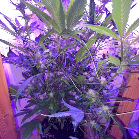 Unbekannter Strain growlog timeline photo