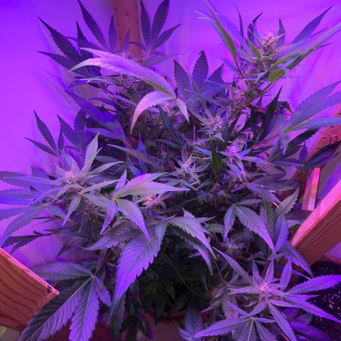 Unbekannter Strain growlog timeline photo