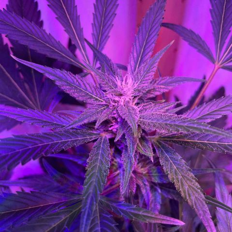 Unbekannter Strain growlog timeline photo