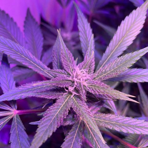 Unbekannter Strain growlog timeline photo
