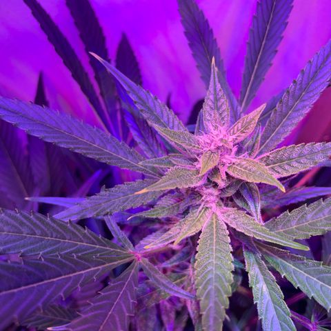 Unbekannter Strain growlog timeline photo