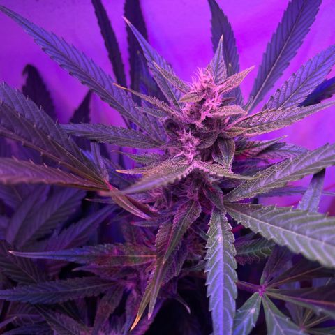 Unbekannter Strain growlog timeline photo