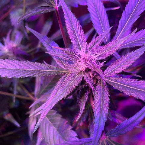 Unbekannter Strain growlog timeline photo