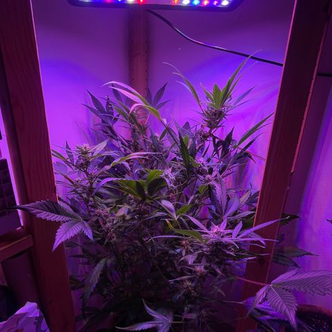 Unbekannter Strain growlog timeline photo