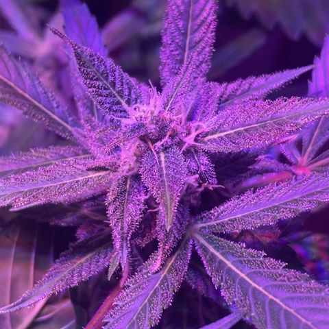 Unbekannter Strain growlog timeline photo